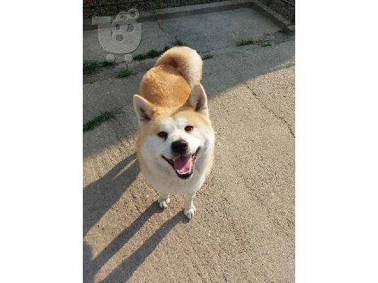 Akita Inu, θηλυκό σκυλί Aiko ως δώρο